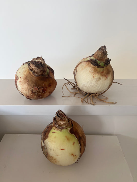 マジックアマリリス球根(白)