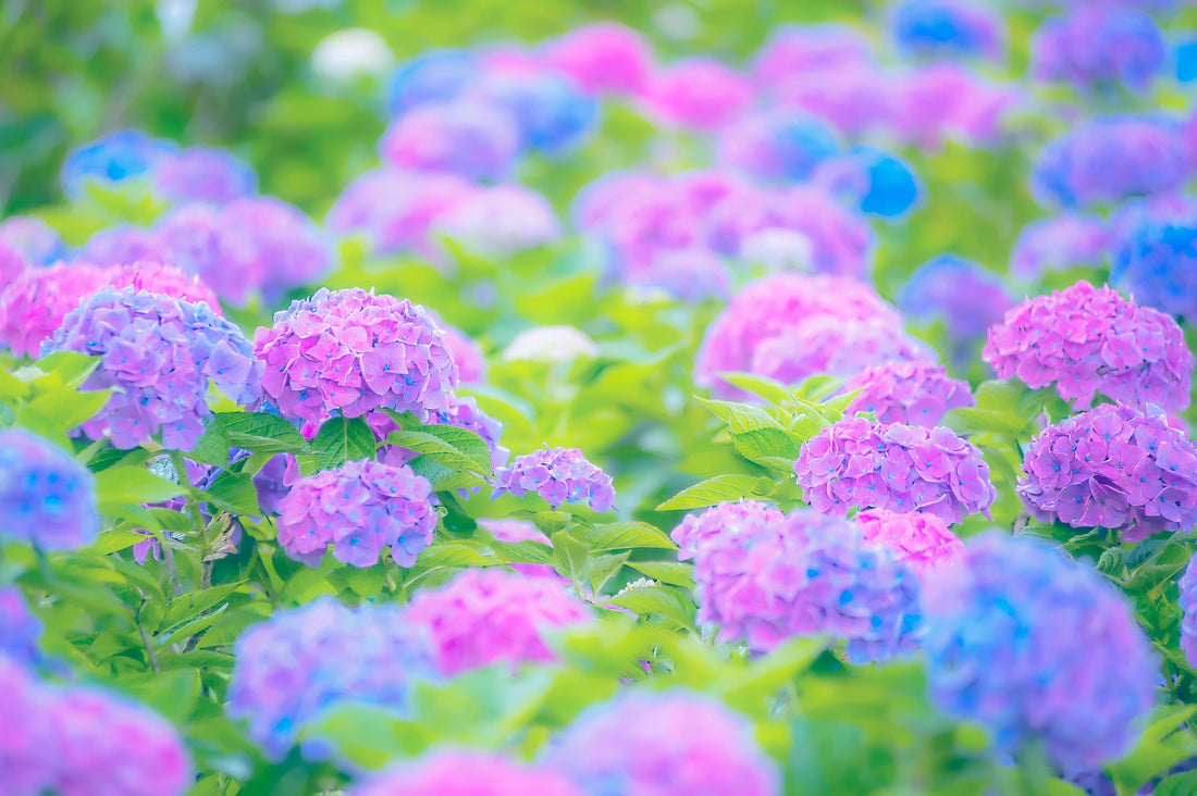 梅雨のジメジメした季節に、花を飾るメリット