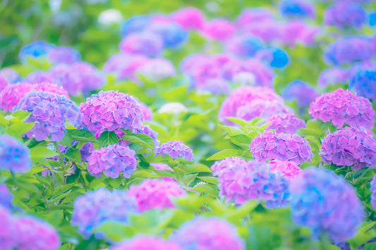 梅雨のジメジメした季節に、花を飾るメリット